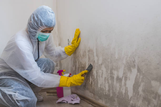 Best Local Mold Removal Service  in Irvine, CA