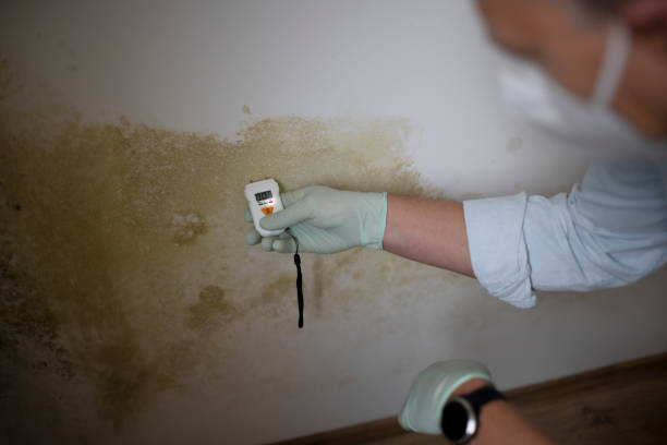 Professional Mold Removal in Irvine, CA