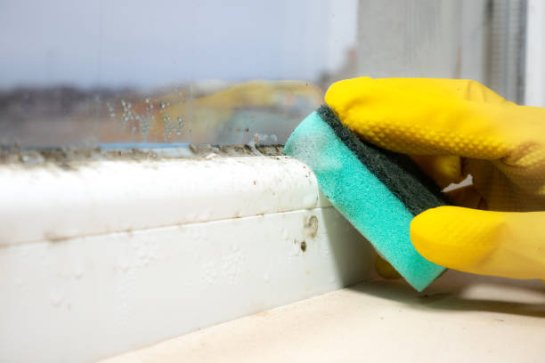 Best Mold Removal Company Near Me  in Irvine, CA