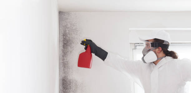 Best Black Mold Removal  in Irvine, CA