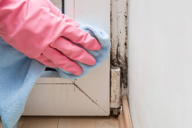 Best Mold Remediation  in Irvine, CA