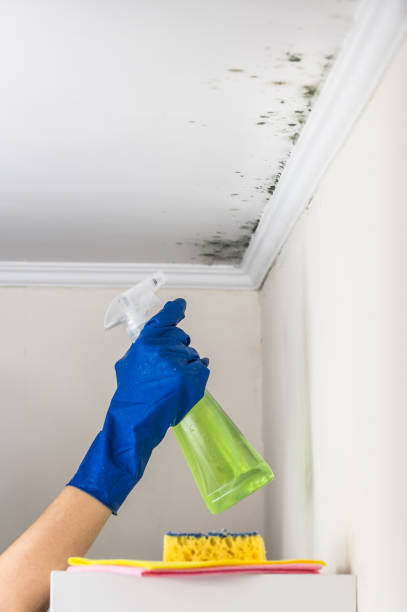 Best Commercial Mold Removal  in Irvine, CA