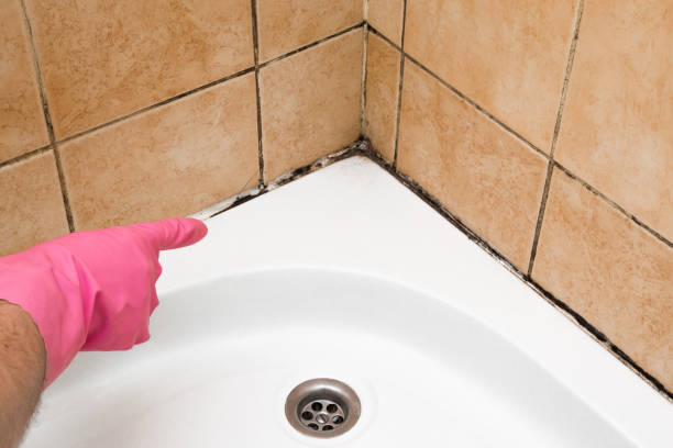 Best Mold Removal and Inspection  in Irvine, CA