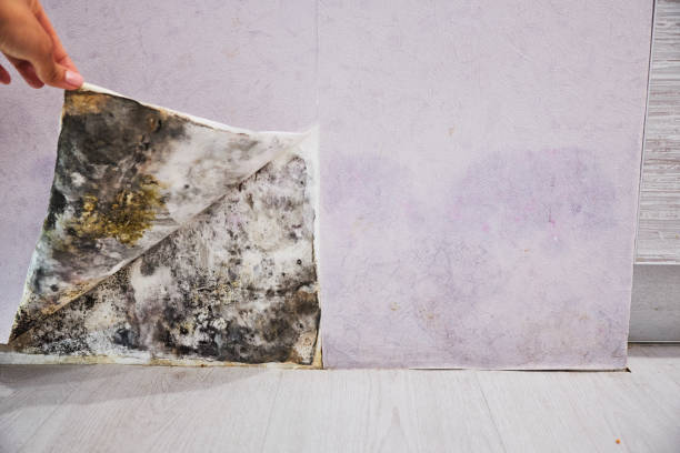 Best Certified Mold Removal  in Irvine, CA